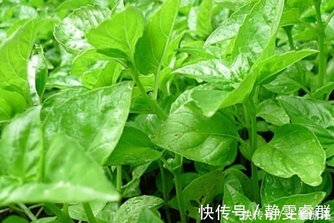 图片来源网络|这种野菜在农村很常见,日本人开价一斤30元都不卖,你们吃过吗