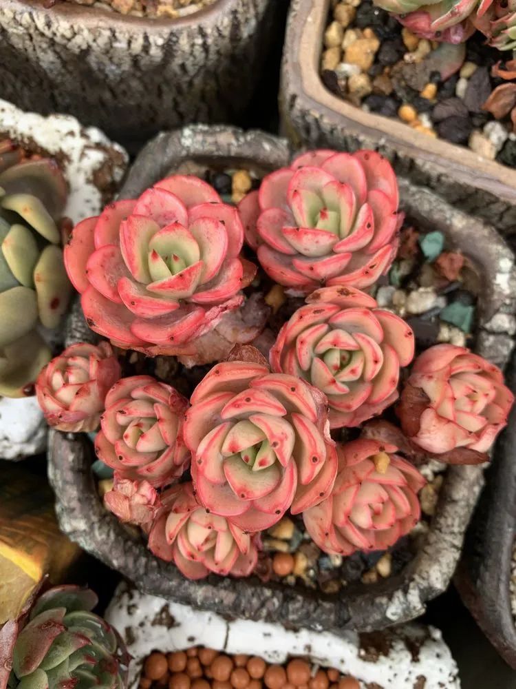 半年时间,多肉从3盆发展到600盆,入坑切莫太心急!