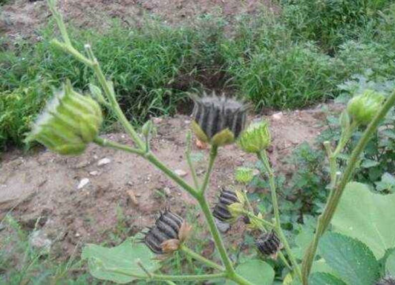 中药|不起眼的野草,现在竟是中药中的宝贝,为了健康了解一下