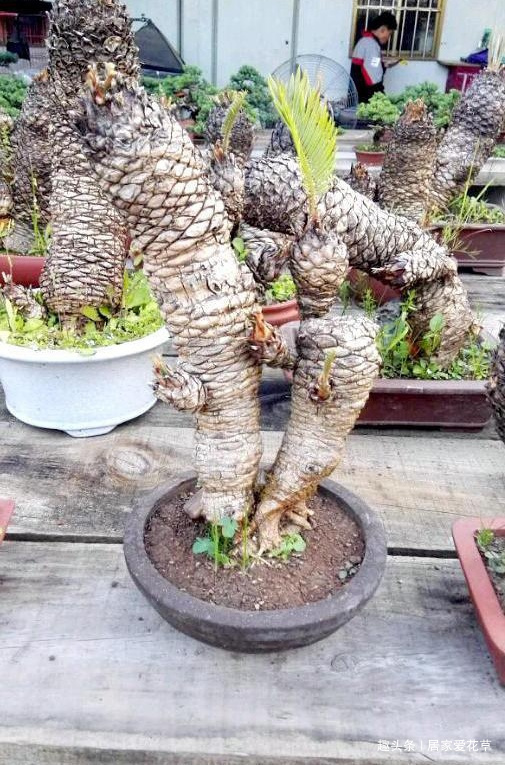 大叔养了七年的盆栽，不长叶子不开花，长成这样500一盆被买走