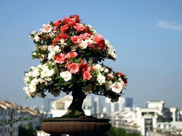 茶花盆栽四季杜鹃，注意3点，枝繁叶茂、花团锦簇、病虫害少