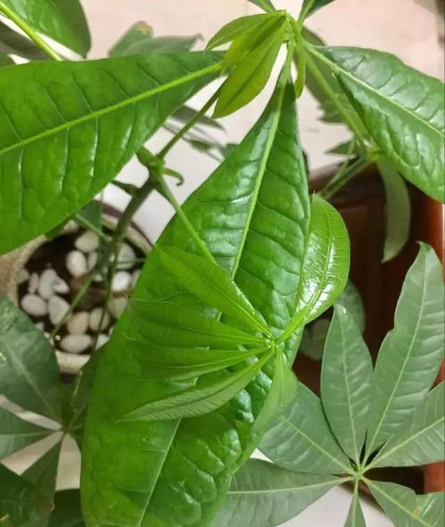 给发财树喷一点小玩意,叶子翠绿发光,新芽新枝条蹭蹭冒