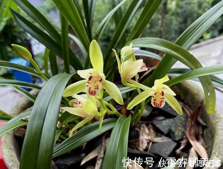 兰花施肥，掌握1句“口诀”，新芽“蹭蹭”冒，花朵“呼呼”开