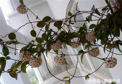 1种懒人花，丢水里就能活，爬满阳台开成花墙，值得拥有