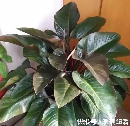 漂亮|这款花卉养在家里,金黄灿灿,寓意吉祥富贵,是漂亮又好养的花