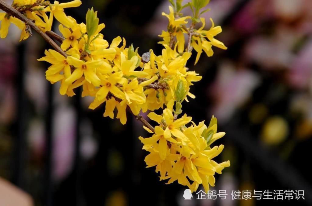 高尿酸|尿酸高不用怕，3瓜3水，常吃点喝点，轻松把尿酸排出去