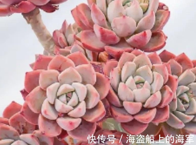 浇水|多肉中的美人胚子红粉佳人,掌握5个技巧,叶片变成多种色彩