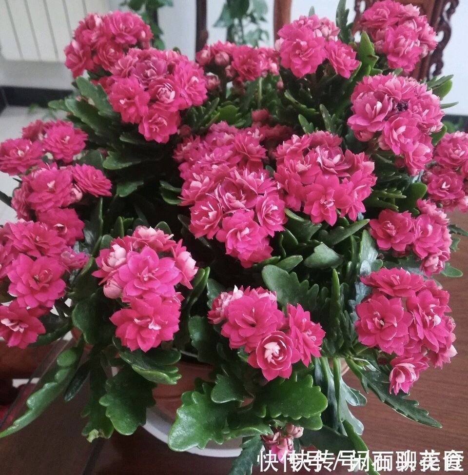 追肥|养了5年的长寿花“老桩”快开花了,总结4点经验,对你有用