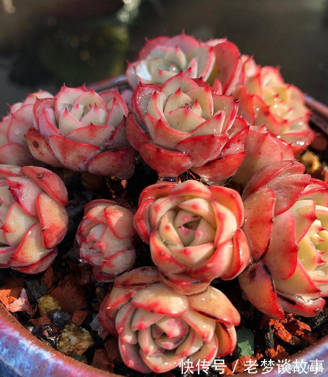 不要嫌弃奶油黄桃状态不好,接下来把5点做好,爆盆,上色不用愁