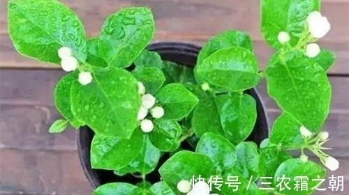 植株|茉莉花怎么养 茉莉花的养殖方法和注意事项