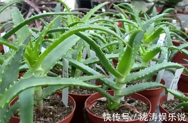 这4种盆栽，简单漂亮好养活，新手也可从1棵养到10棵，阳台放不下