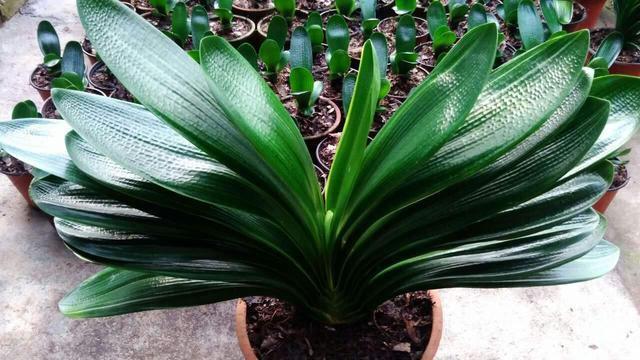 爱喝“啤酒”的4种花,隔几天来1杯,不施肥也呼呼长!