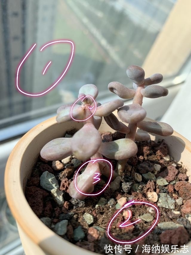 浇水|多肉桃之卵长气生根是好事还是坏事只需2招，根旺爆盆不掉叶