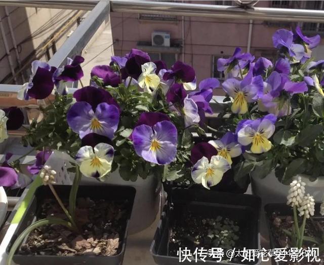 角堇|冬天要懒养的8种花，懒一点浇水开花多