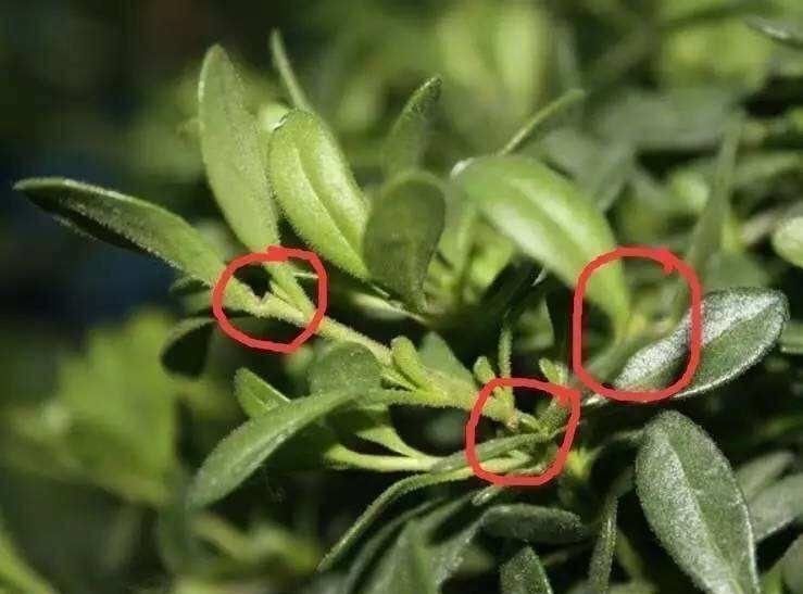 长出更多|这6种花,要经常“摘心”,分枝多开花多,株形更丰满