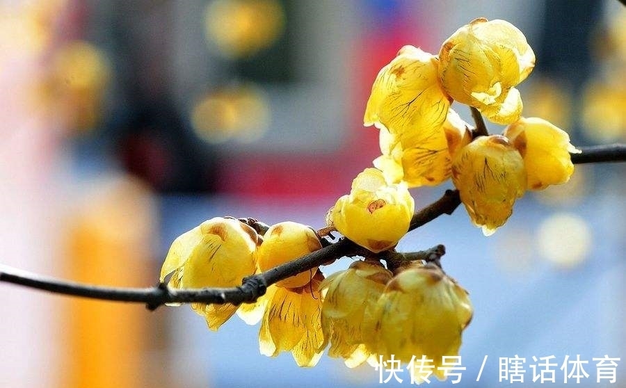 蜡梅&两首腊梅诗,寒梅最堪恨,常作去年花。静待色彩斑斓的春天