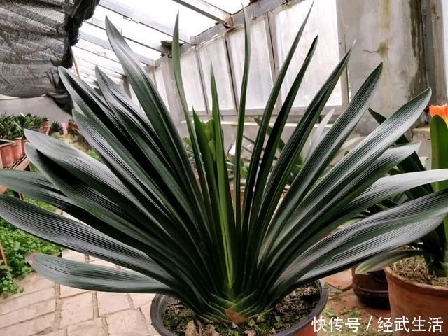 白糖在养君子兰上好处多，根旺叶绿油，开花爆盆不夹箭，知道太晚