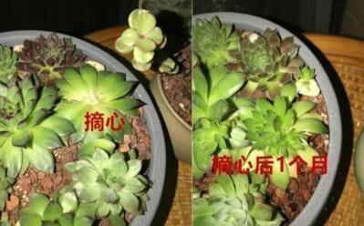 浇水|养“观音莲”,摘心之后,加点“料”,小观音莲层出不穷,易爆盆