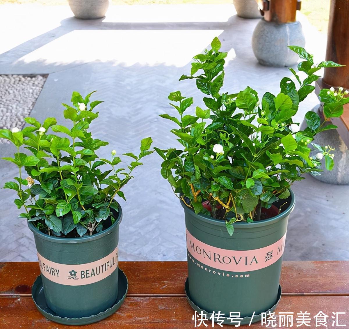 10种花“冷天”长得慢,“穷养”多晒更健壮,不然易烂根,难过冬