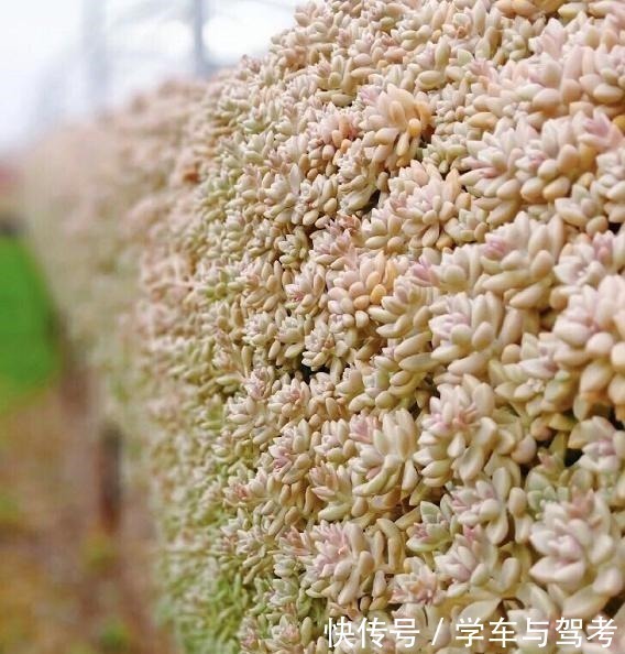 适应能力|容易爆盆的姬秋丽,除了易爆盆之外,还能养出“瀑布墙”的状态!