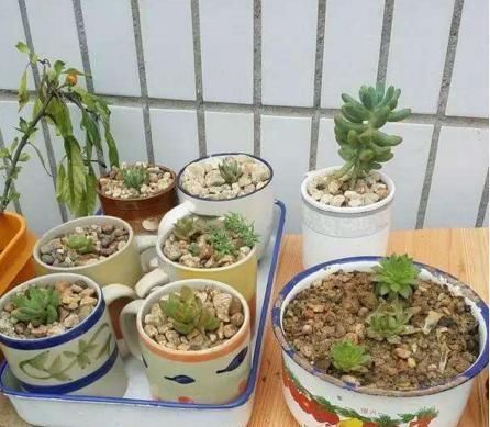 矿泉水瓶|家里的小瓶、小罐别扔了,拿来养花,真是太养眼了!