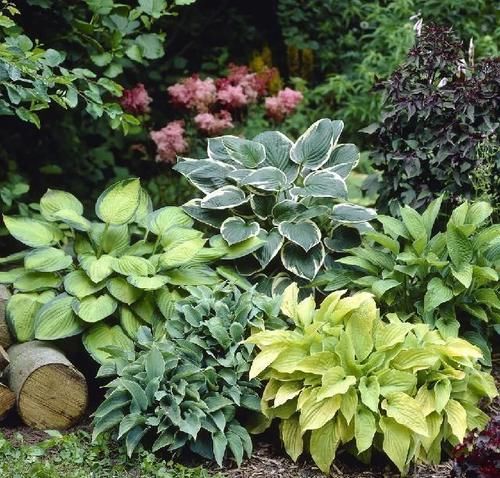 这份让春季花园“爆花”的清单你收藏一下吧！