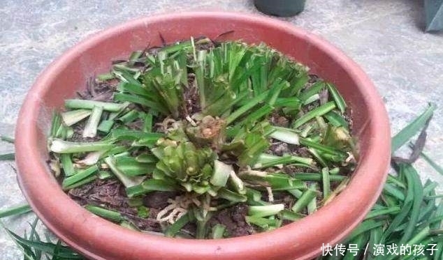 吊兰长的太慢?老花友一个小方法,吊兰像打了“激素”一样疯长