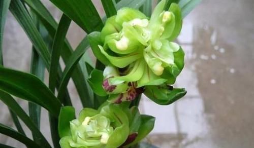 此兰花获奖无数,以前万元一苗,现跌成普草,花型罕见,香味扑鼻