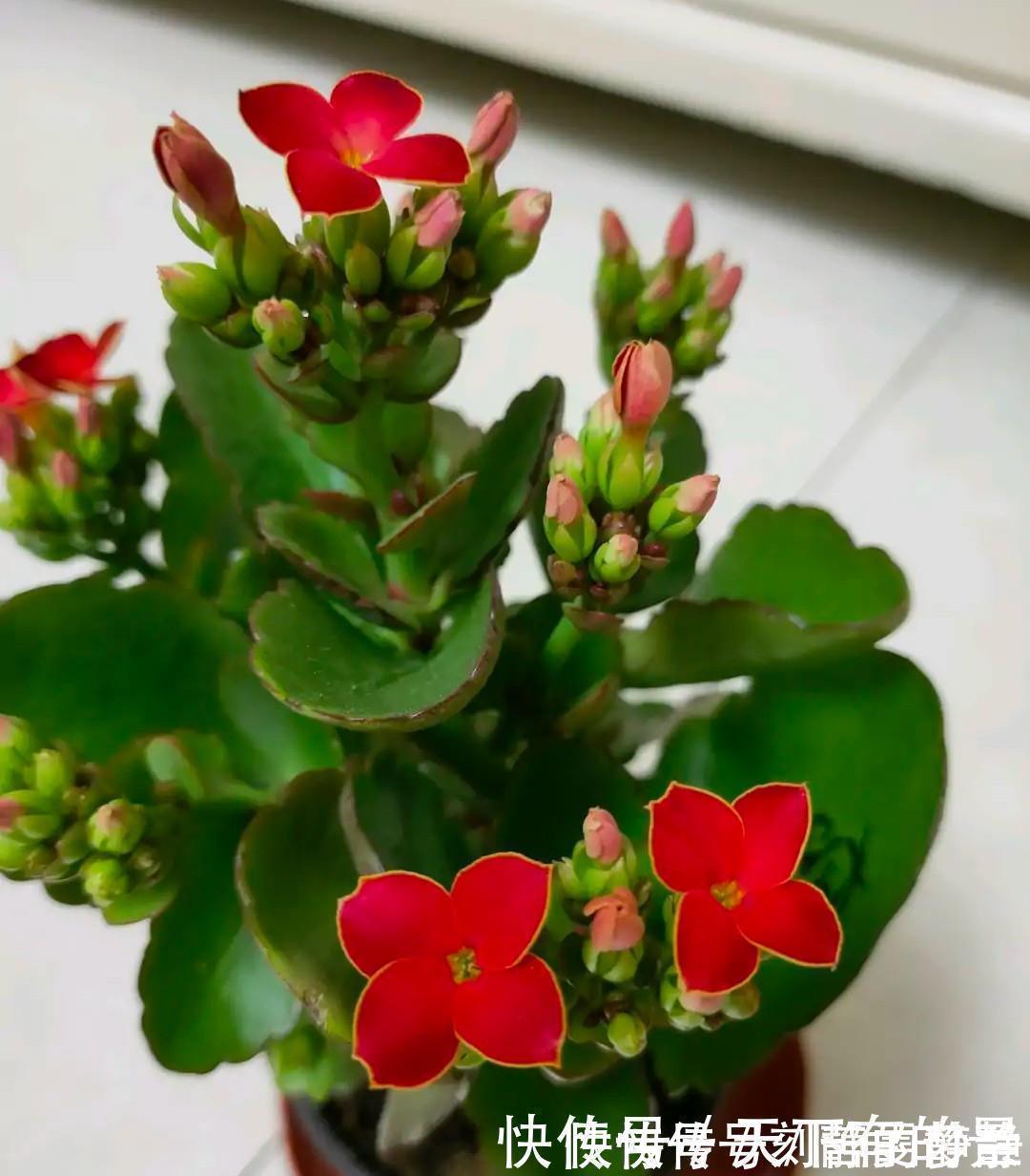 小老桩|长寿花有“三怕”,入冬养护得避开,养成小老桩,清香宜人小半年