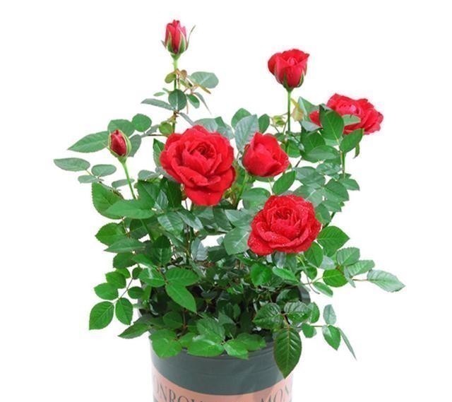 五种花|五种花就要勤修剪,越剪开花越多、越茂盛,要不花量少又难看