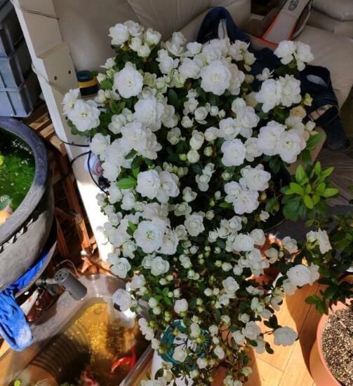 家里养花别随便,“2种花”最好别养,对身体不好