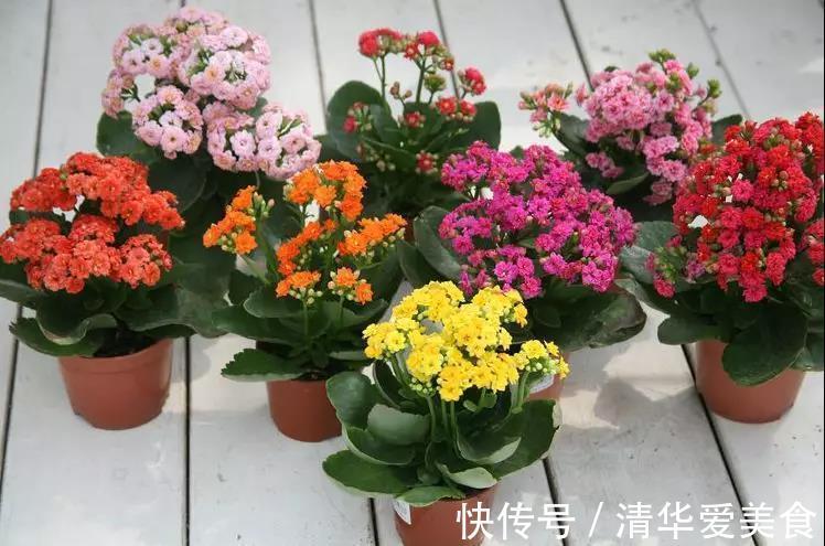 土壤|十月养长寿花,三件事情不能做,不然下半年难开花,甚至会烂根