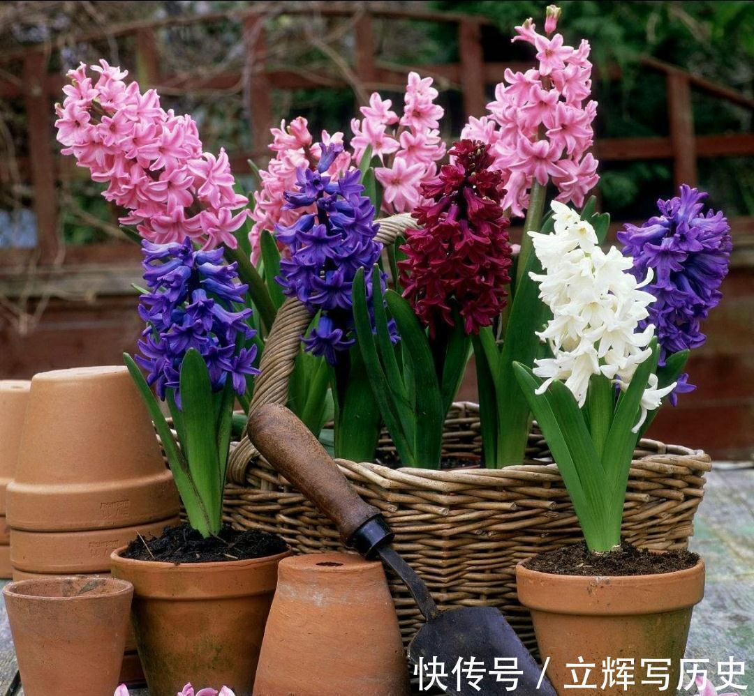 16种花被誉为冬日里的“开花机器”,喜欢就可以养起来,又美又香