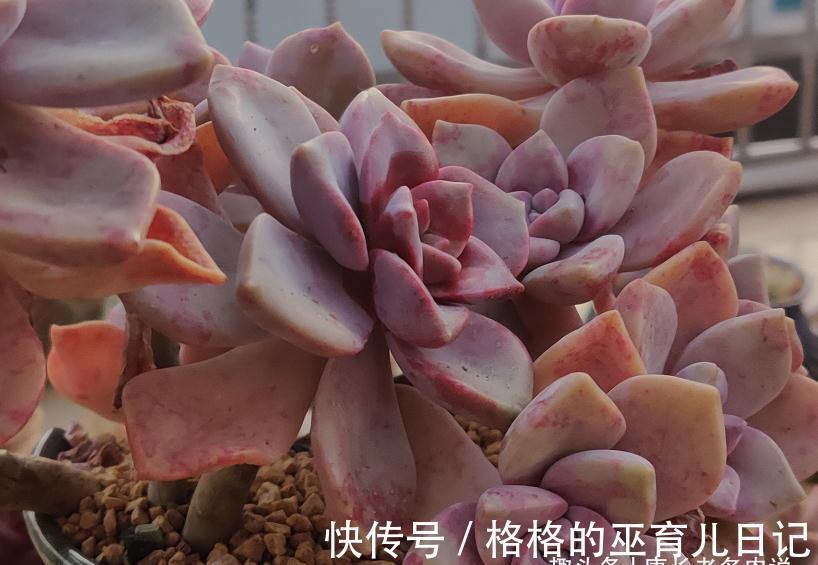 老肉友的多肉上盆秘籍,新手看完照着操作,回头就能变成高手