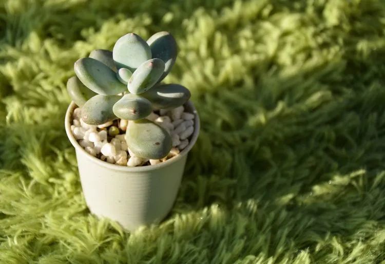 面朝大海的多肉们，在四季变迁中生生不息！