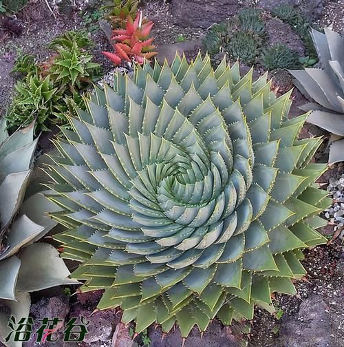 芦荟中的“女王”,价格不菲很少见,做好2点叶片肥厚“转圈圈”