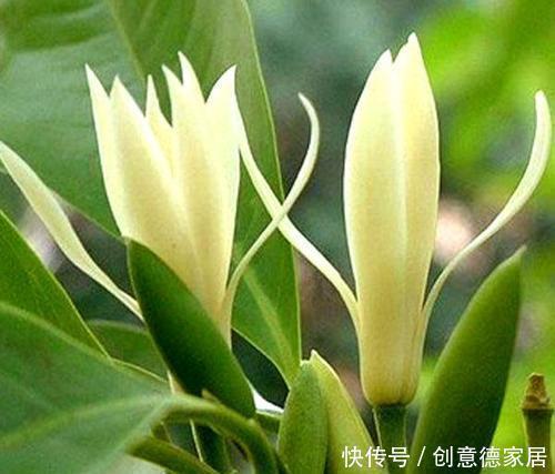 5种漂亮花,家里养一盆,清香四溢,是阳台盆栽佳品!