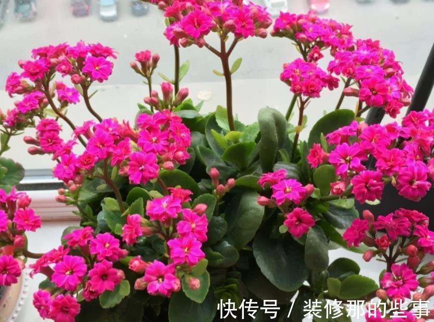 花草|在城里养花,盆栽旧土不丢,这么一处理,比刚买的新土都好使