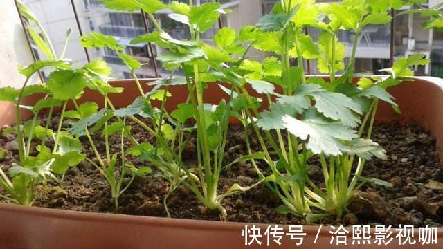 种菜|阳台种菜不用种子,菜根切下来埋盆里,生长周期短,新芽长得快