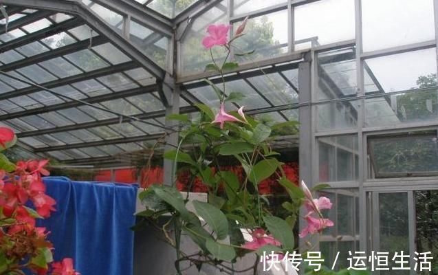 叶片|虎皮兰土里加这1种东西，不用再施肥，叶片都能蹭蹭长1米多高