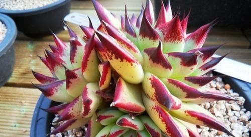 多肉中的“铁血硬汉”，养出状态真霸气，养护简单，新手也会养