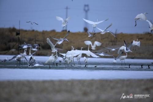 新疆乌伦古湖群鸟飞鸣
