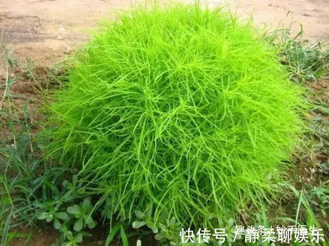 香椿|蒲公英、香椿、榆树钱、白蒿……一种野菜治一种病