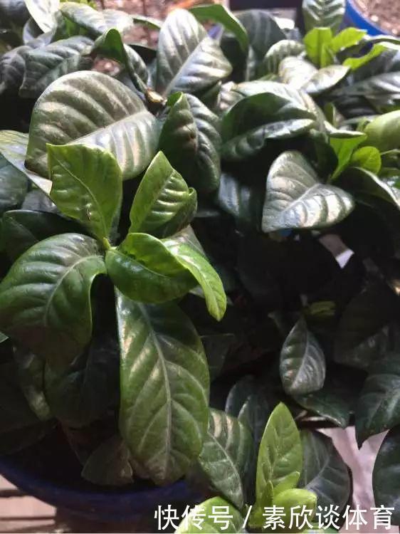 栀子花最怕它,碰上就没救,再上心都养不活!