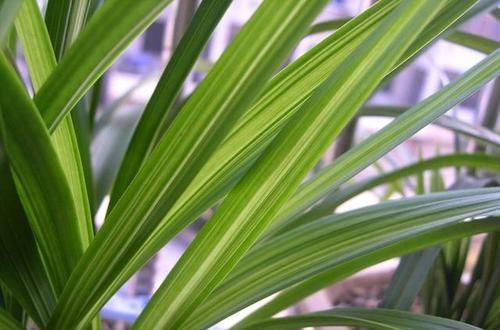  入手|老花匠都爱养的2款“名贵”兰花，花香袭人，价格亲民，值得入手