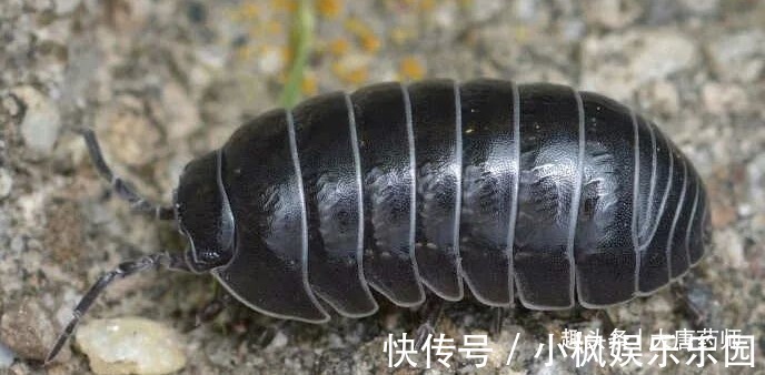 神农本草经|一个爷爷留下来的土偏方!一分钱不花,治好瘊子,效果真的好!