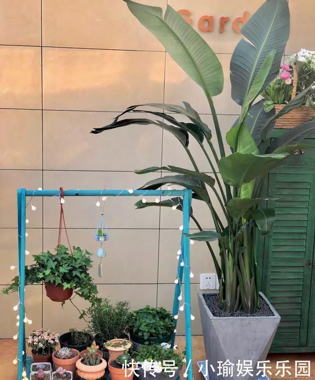 客厅养花,聪明人就选这6种,时尚大气,旺人旺宅!