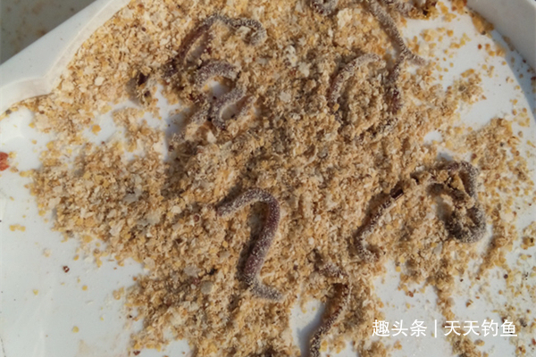传统钓鱼独门绝技蚯蚓的科学用法,越简单的饵料,用法越不简单