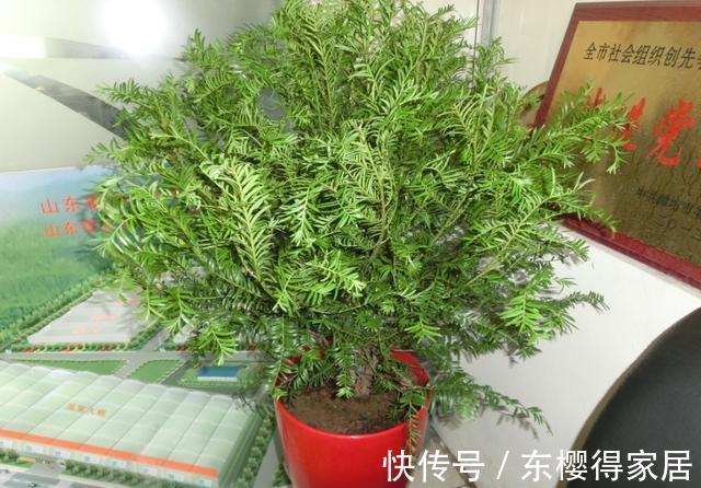 授粉|红豆杉只开花不结果，只要找准原因及时解决，满树结满红果果
