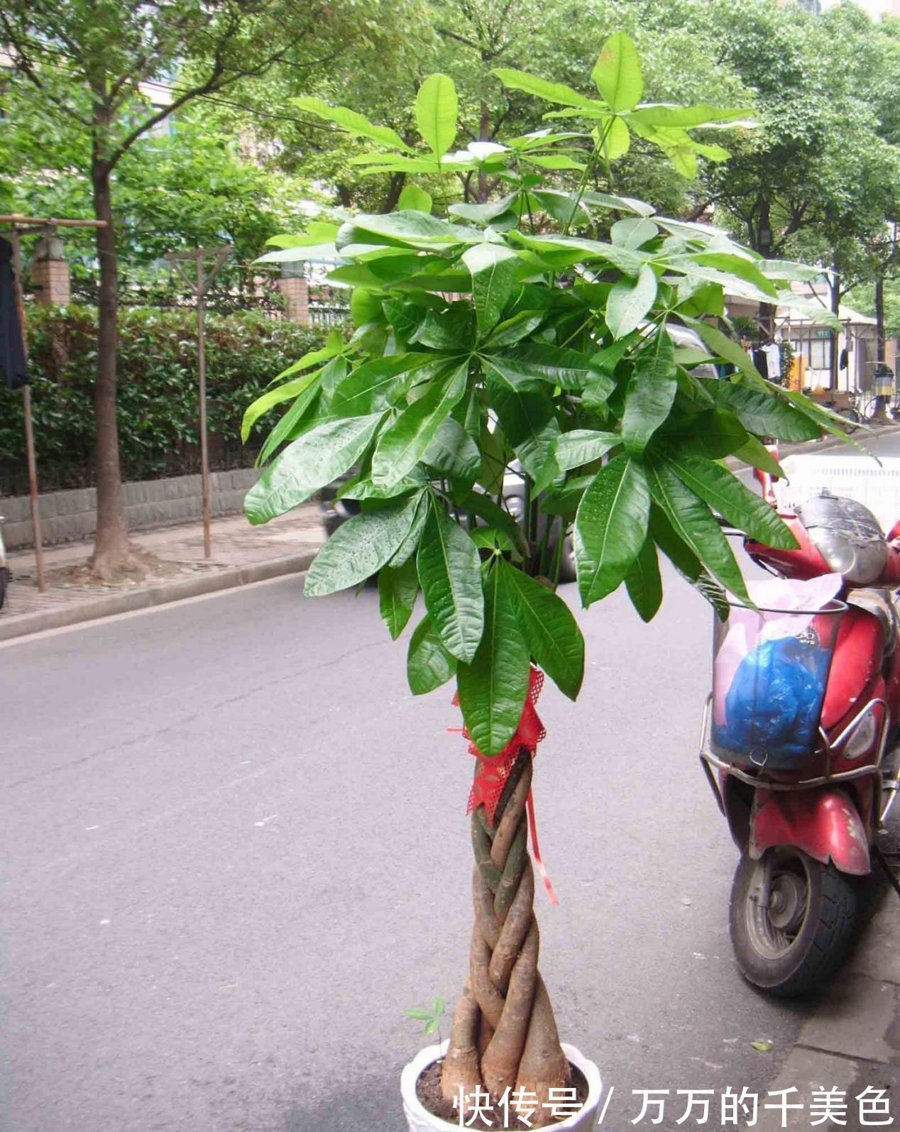 成活率|大蒜真是个“宝”，养花就有4大妙用，甭错过！